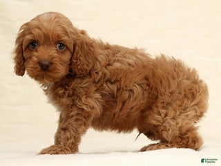 Cockapoo dogs Bubbles - Ad 6