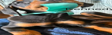 Doberman Pinscher 8