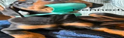 Doberman Pinscher dogs for sale: Doberman Pinscher 8 - Ad 1