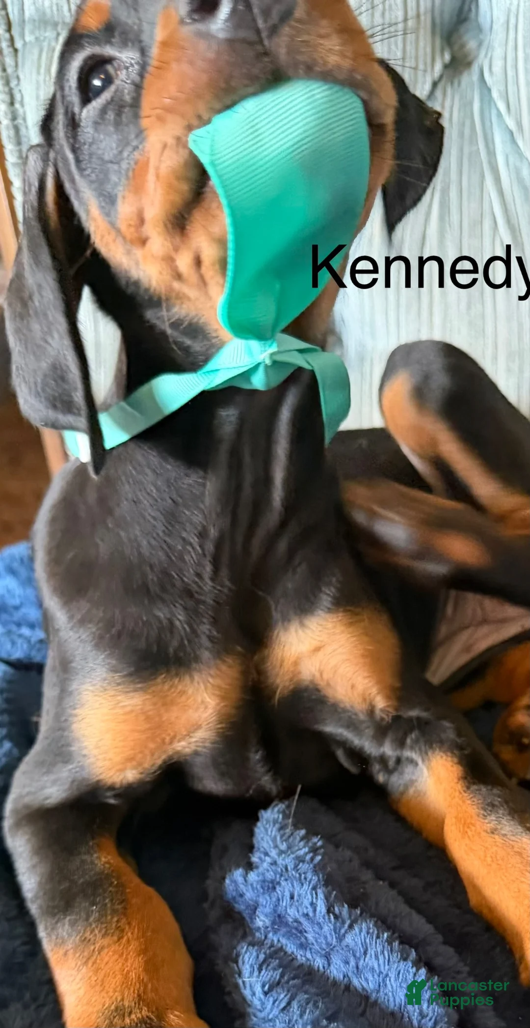 Doberman Pinscher dogs for sale: Doberman Pinscher 8 - Ad 1