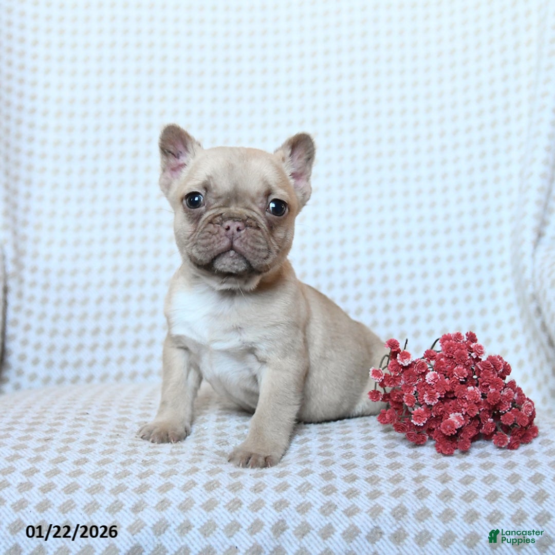 Frenchton dogs for sale: Theo - Ad 1