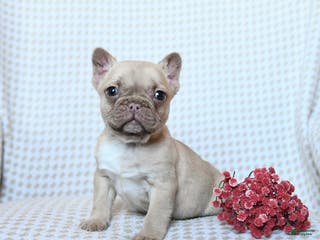 Frenchton dogs Theo - Ad 29