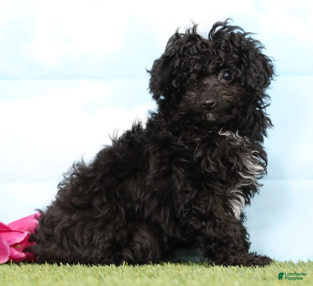 Mini Aussiedoodle dogs for sale: Bella - Ad 1