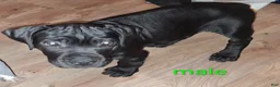 Cane Corso dogs for sale: Cane Corso 4 - Ad 2