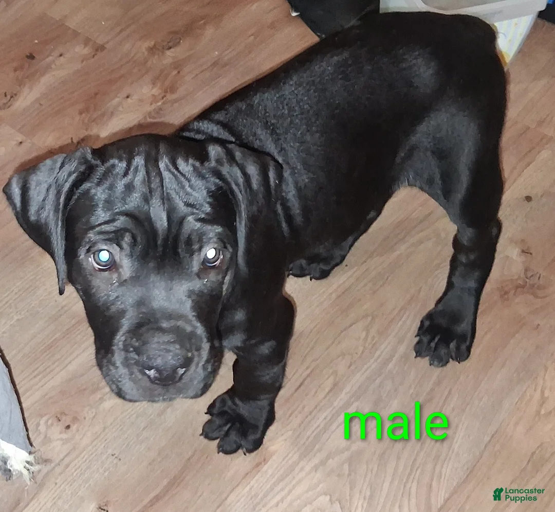 Cane Corso dogs for sale: Cane Corso 4 - Ad 2