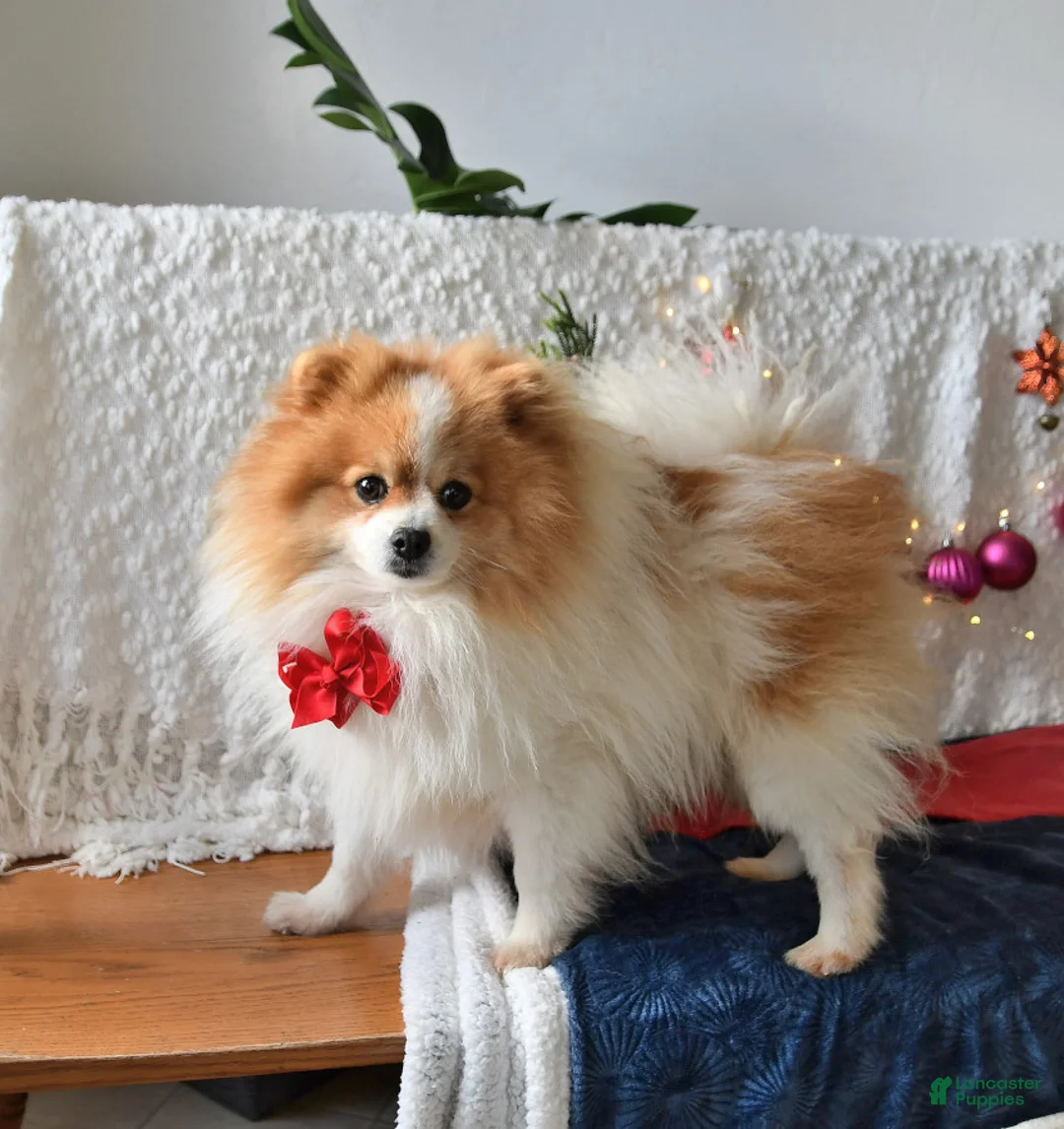 Pomeranian dogs for sale: Marble - Ad 7