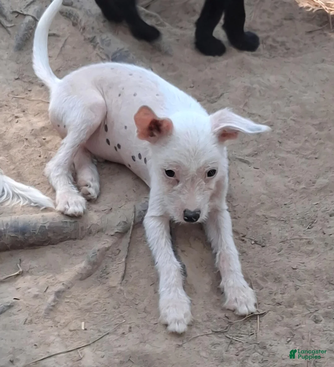 Chinese Crested dogs for sale: Chinese Crested 3 - Ad 4