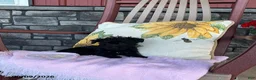 Yorkiepoo dogs for sale: Bonnie - Ad 8