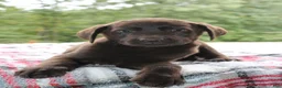 Labrador Retriever dogs for sale: Cocoa - Ad 6