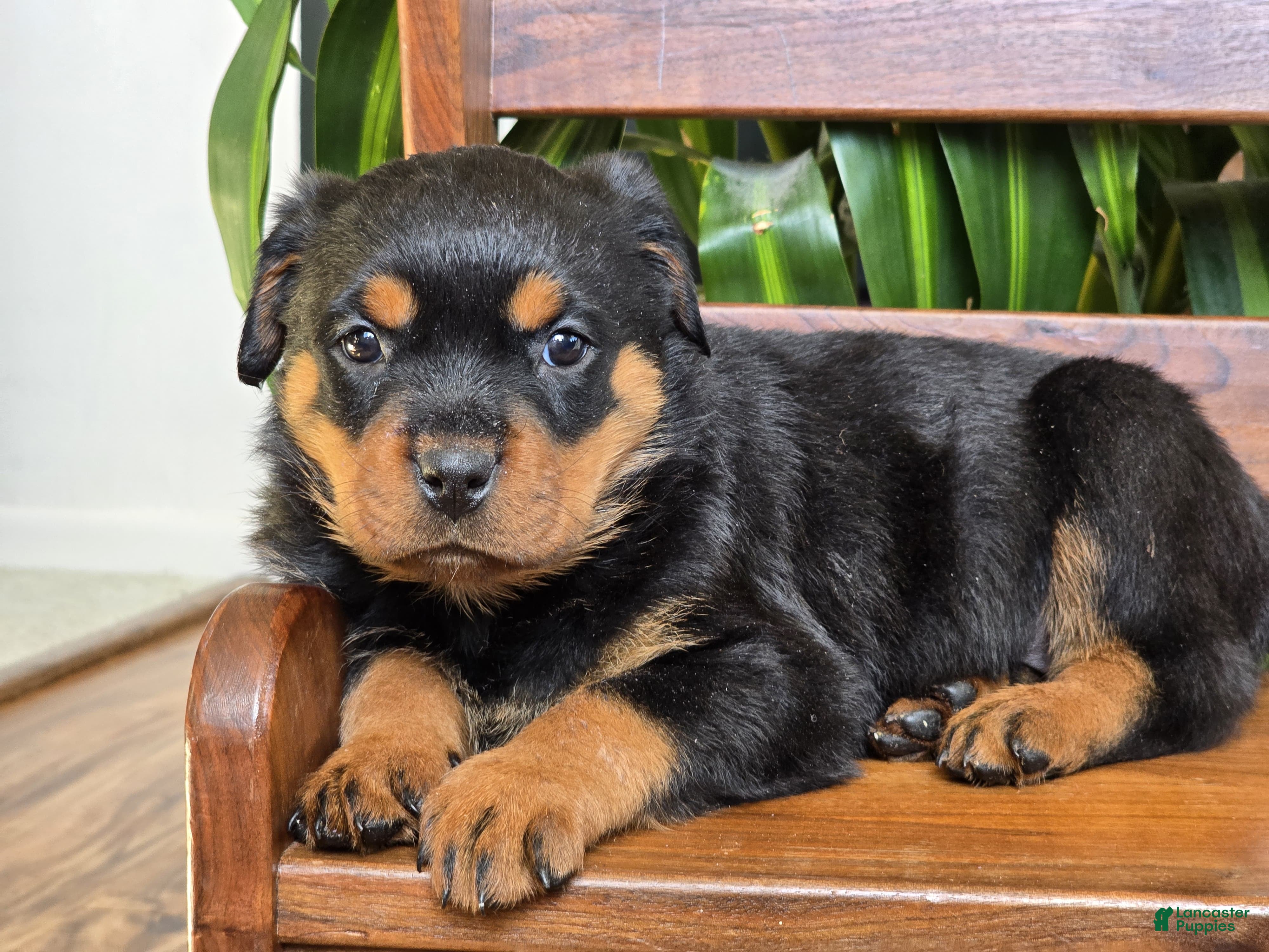Rottweiler dogs Winter - Ad 2