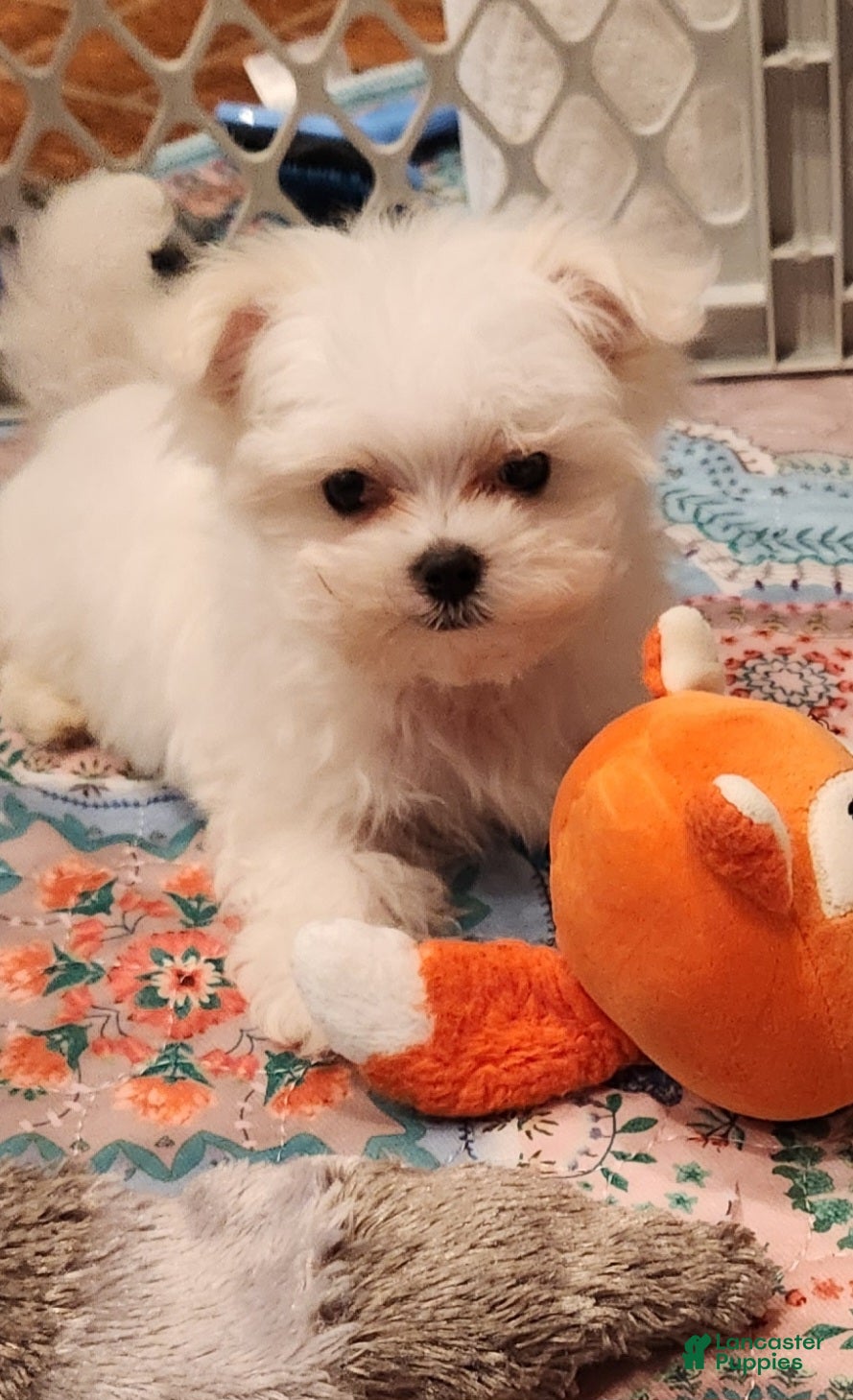 Maltese dogs Casper - Ad 2