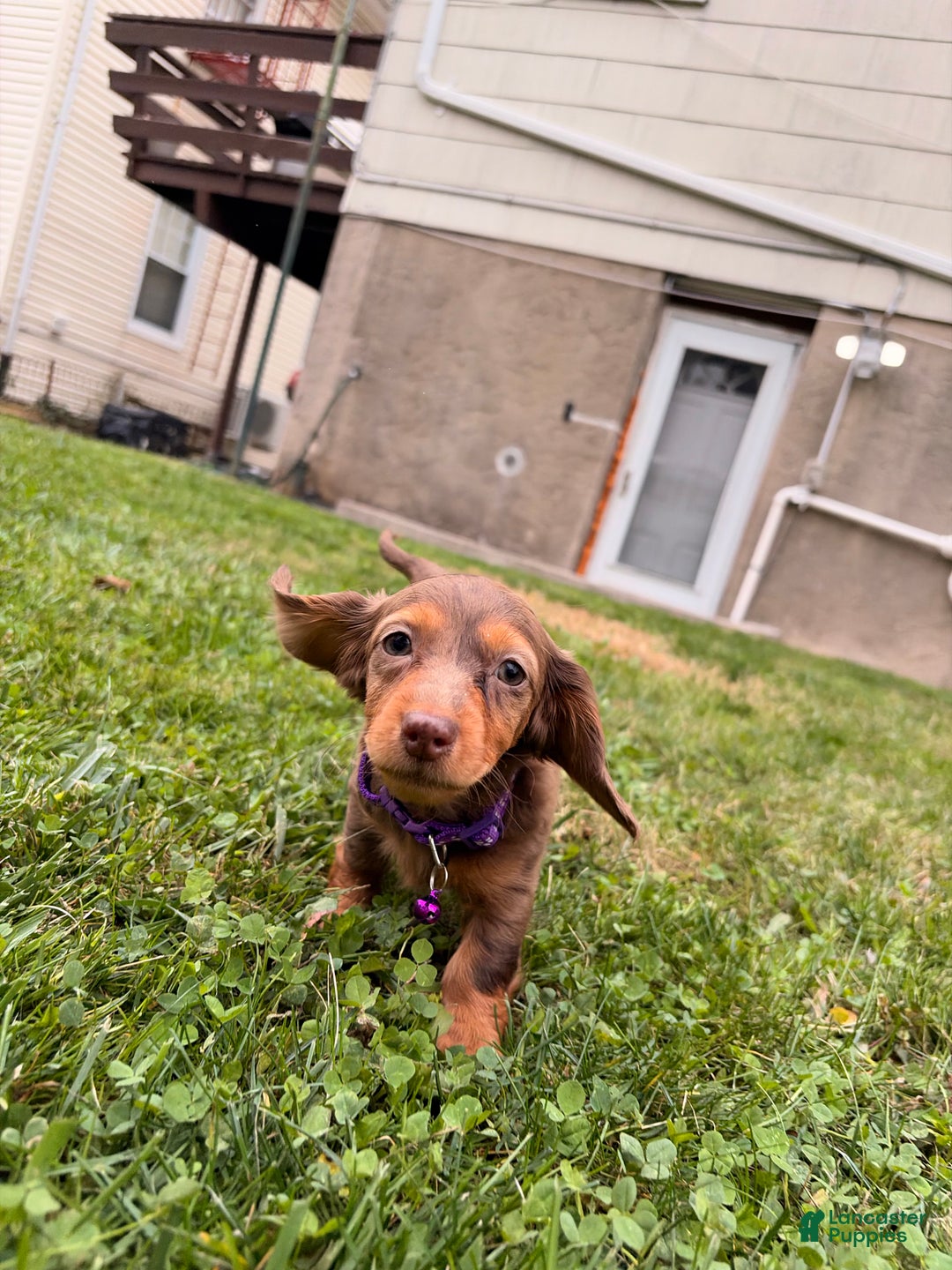 Miniature Dachshund dogs for sale: Ginger - Ad 7
