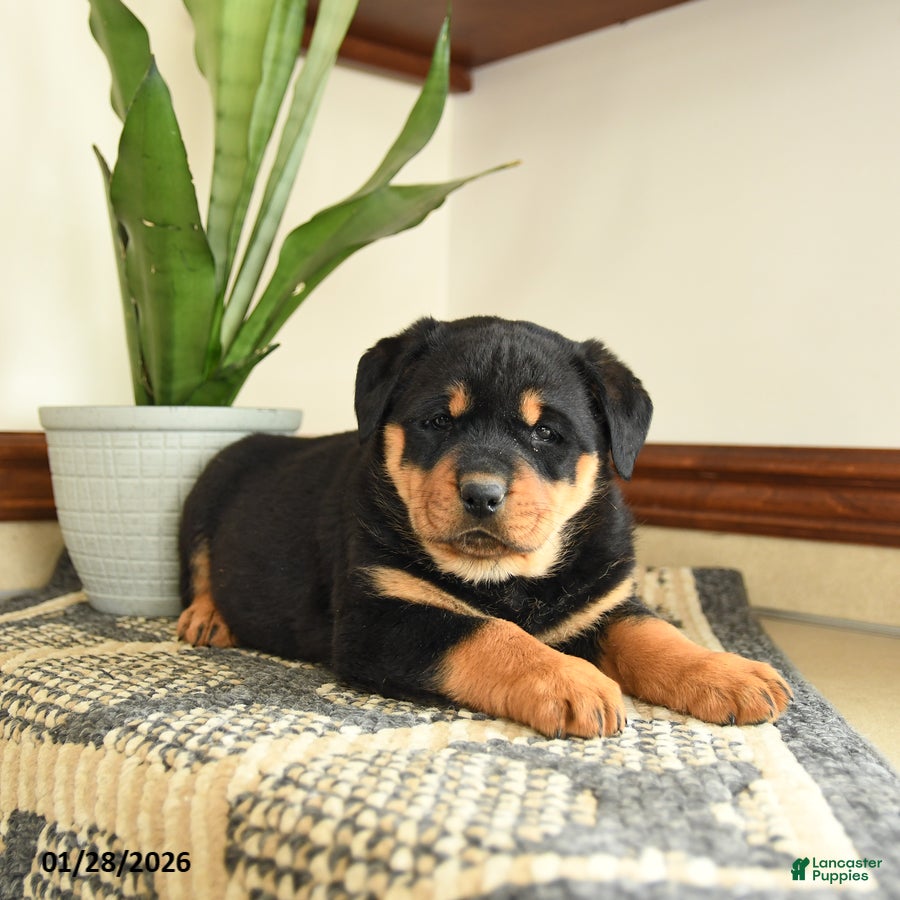 Rottweiler dogs Diamond - Ad 12
