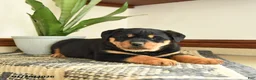 Rottweiler dogs for sale: Diamond - Ad 1