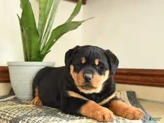 Rottweiler dogs Diamond - Ad 12
