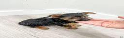 Yorkshire Terrier dogs for sale: Jodi - Ad 6