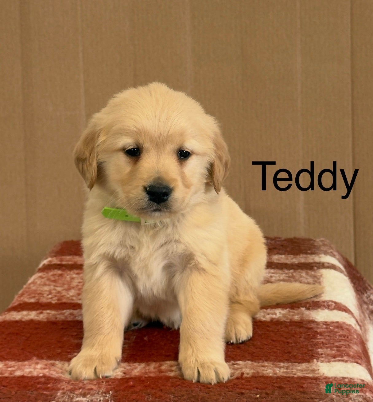 Golden Retriever dogs Teddy - Ad 1