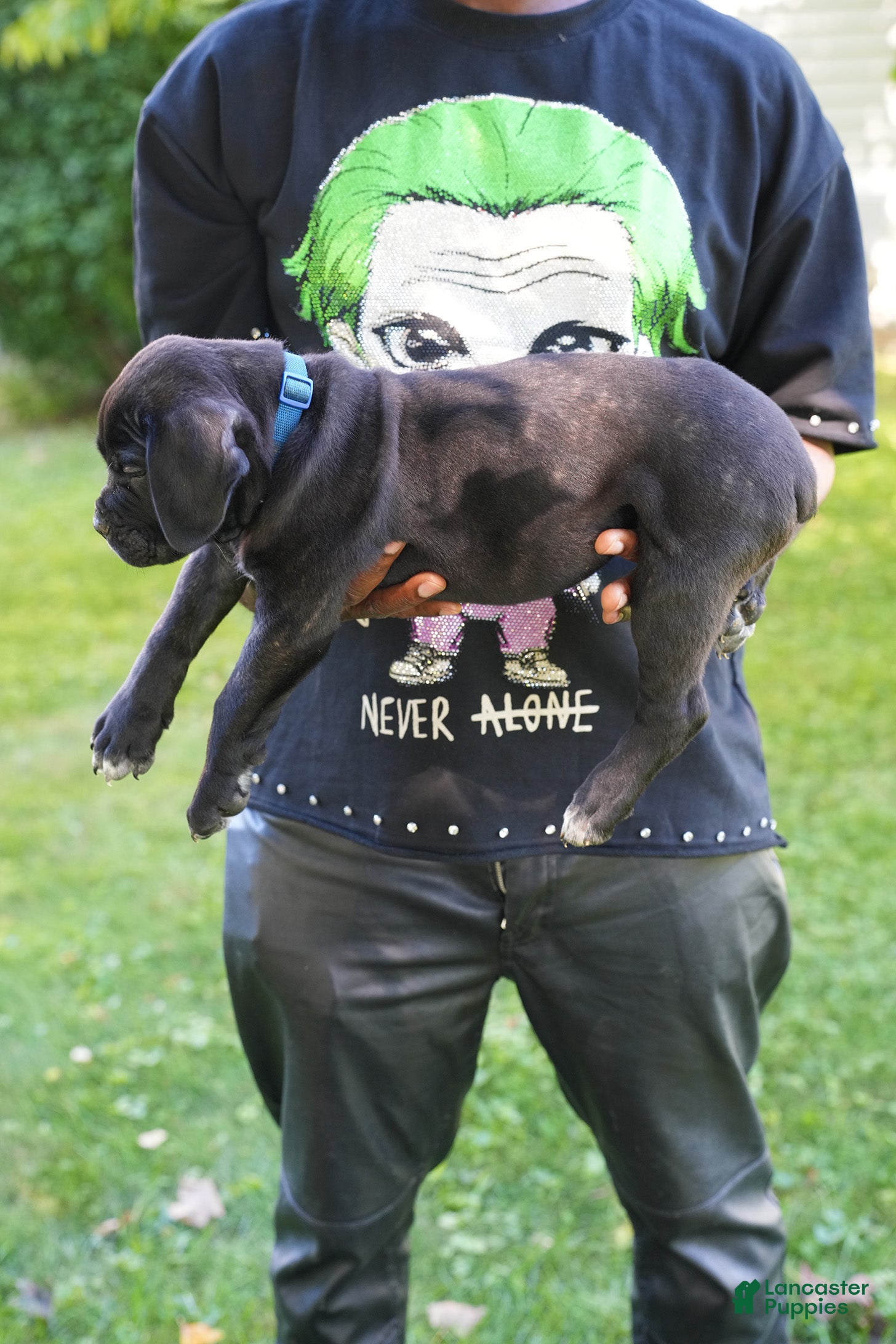 Cane Corso dogs Thor - Ad 2
