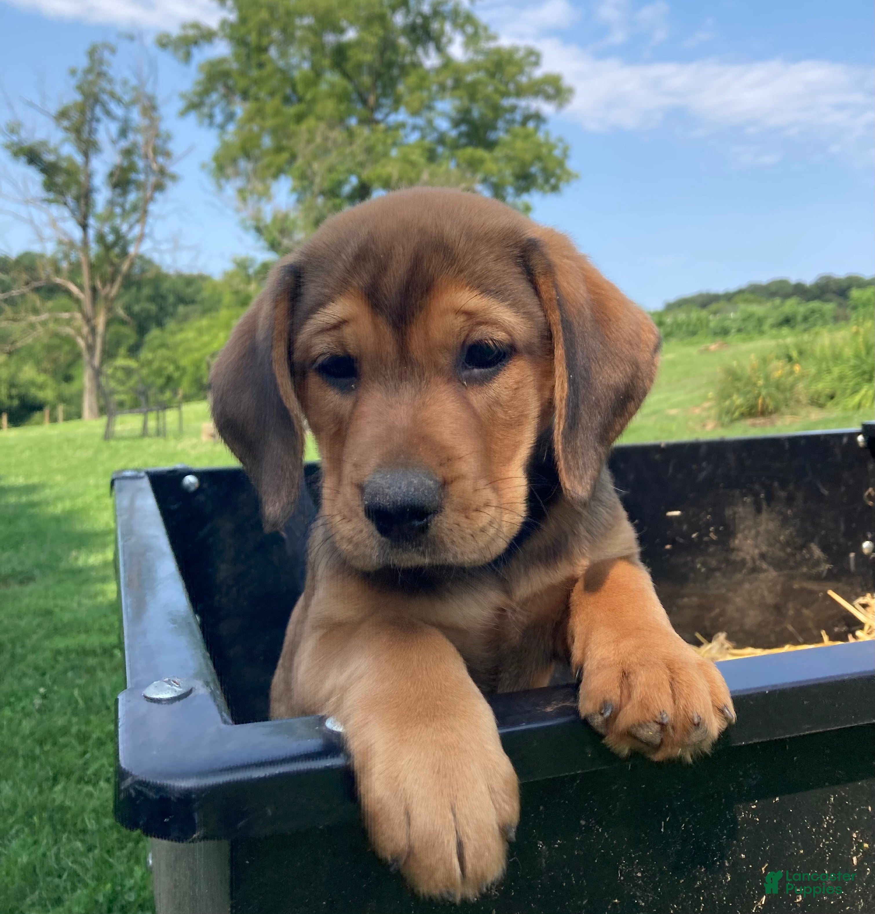 Mixed Breed dogs Nellie - Ad 6