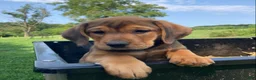 Mixed Breed dogs for sale: Nellie - Ad 1