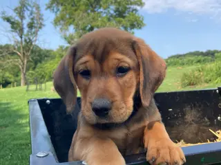 Mixed Breed dogs Nellie - Ad 33