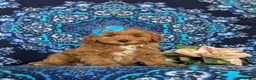 Cockapoo dogs for sale: Nutmeg Hypoallergenic - Ad 3