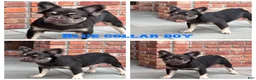 French Bulldog dogs for sale: Fluffy Blue Collar Boy - Ad 1