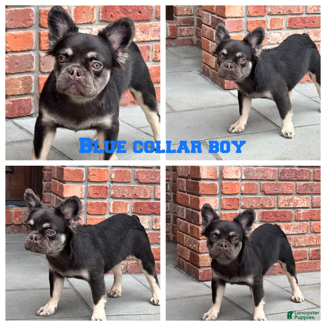French Bulldog dogs for sale: Fluffy Blue Collar Boy - Ad 1
