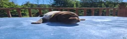 German Shorthaired Pointer dogs for sale: German Shorthaired Pointer Willow - Ad 30