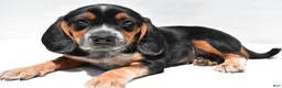 Beagle dogs for sale: Ronald - Ad 6