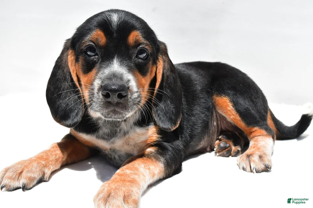 Beagle dogs for sale: Ronald - Ad 6