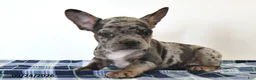Mixed Breed dogs for sale: Louie - Ad 3