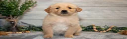 Golden Retriever dogs for sale: Rocket - Ad 3