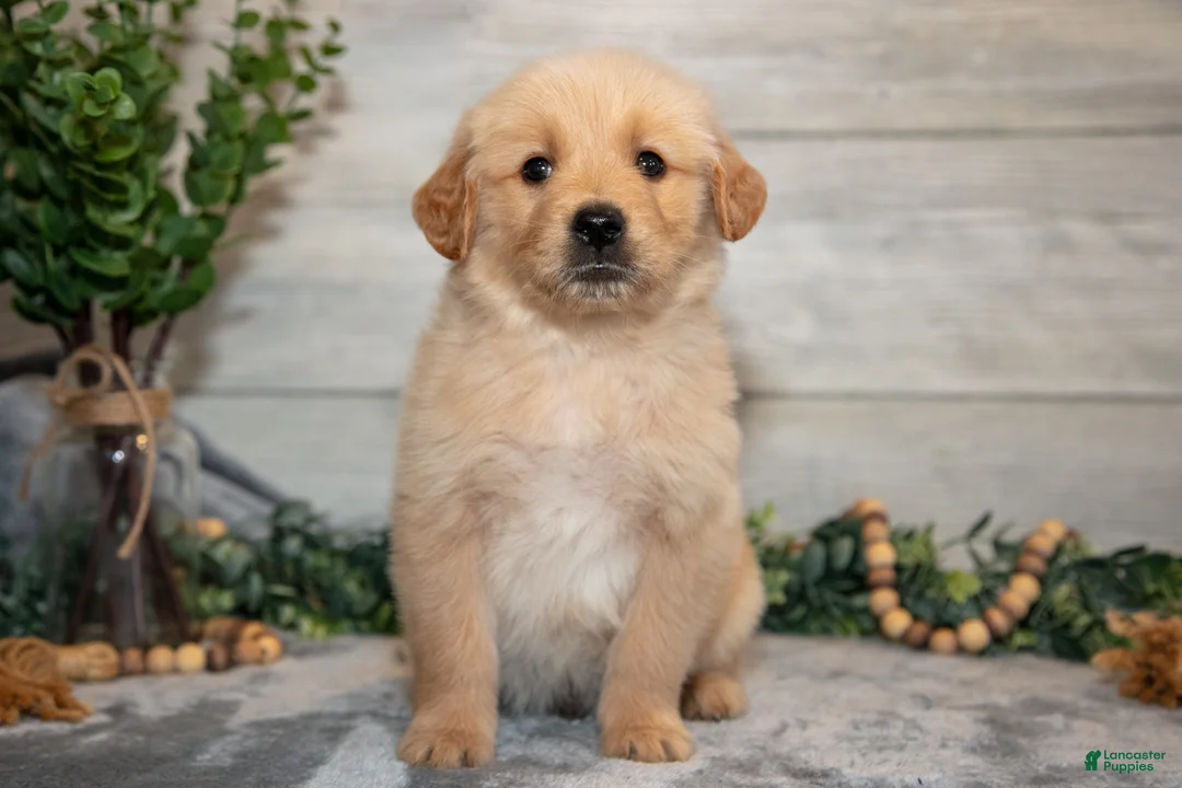 Golden Retriever dogs for sale: Rocket - Ad 3