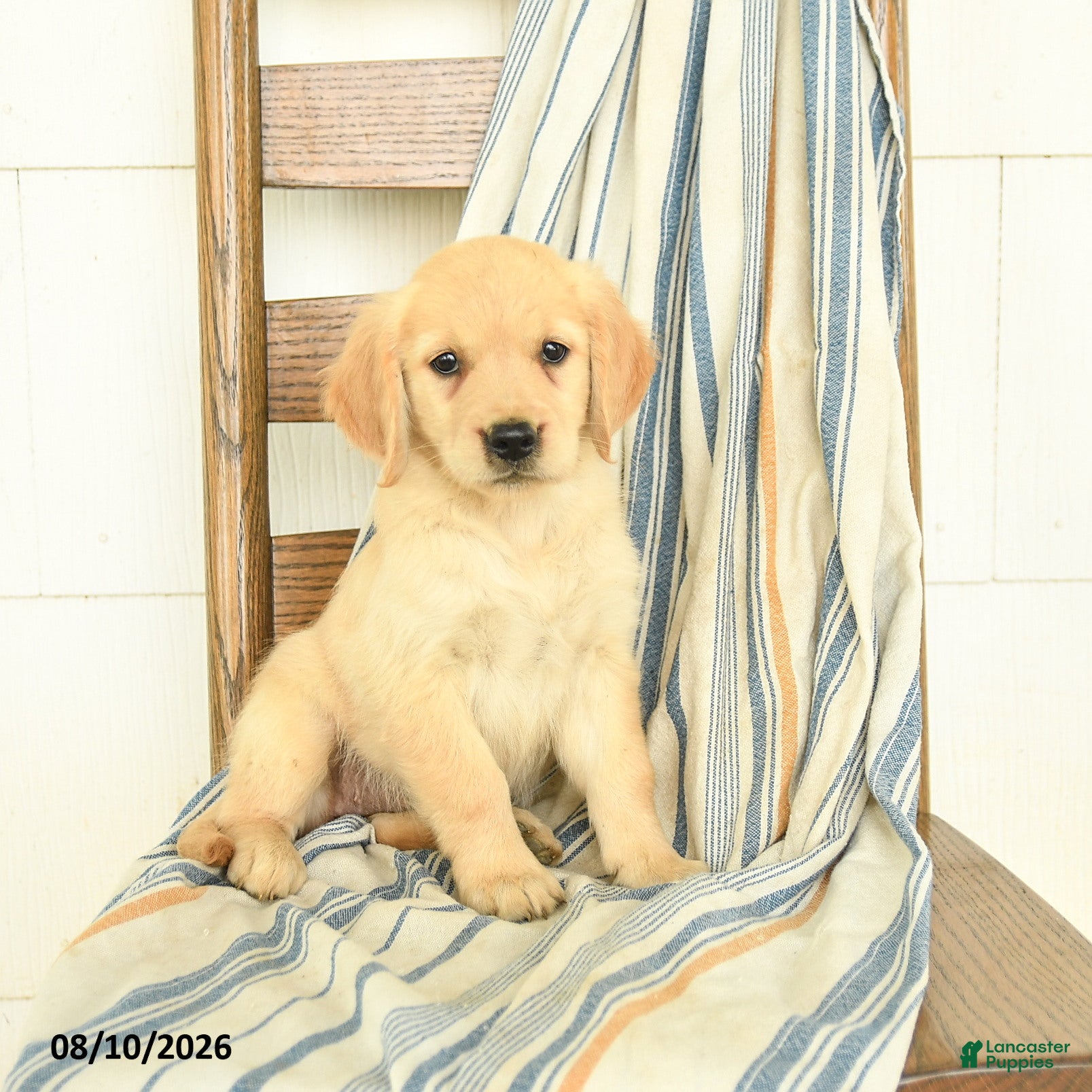 Golden Retriever dogs Joy - Ad 2