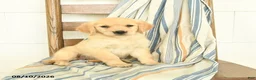 Golden Retriever dogs for sale: Joy - Ad 2