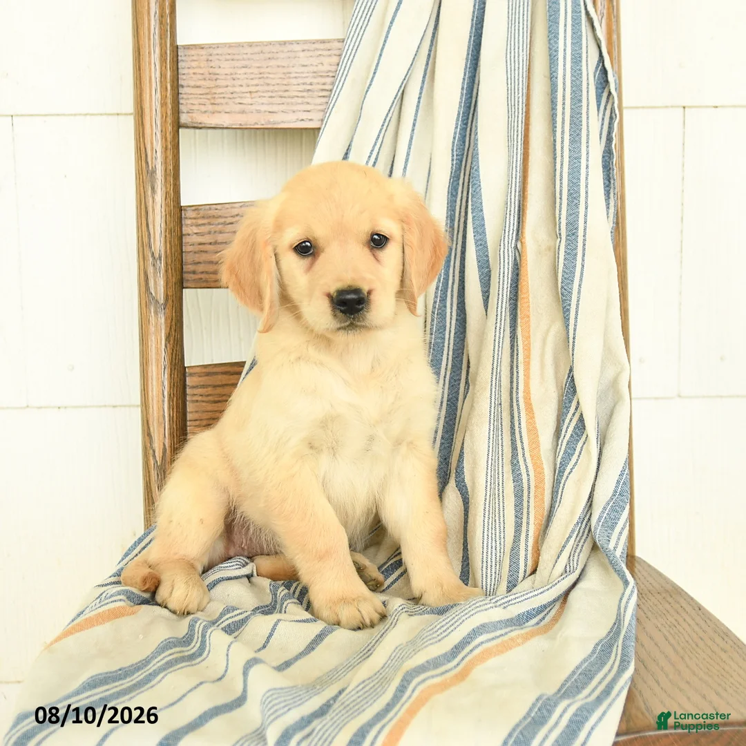 Golden Retriever dogs for sale: Joy - Ad 2