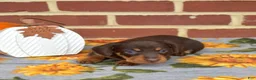 Miniature Dachshund dogs for sale: Mocha - Ad 4
