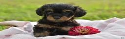Yorkiepoo dogs for sale: Yorkiepoo 3 - Ad 4