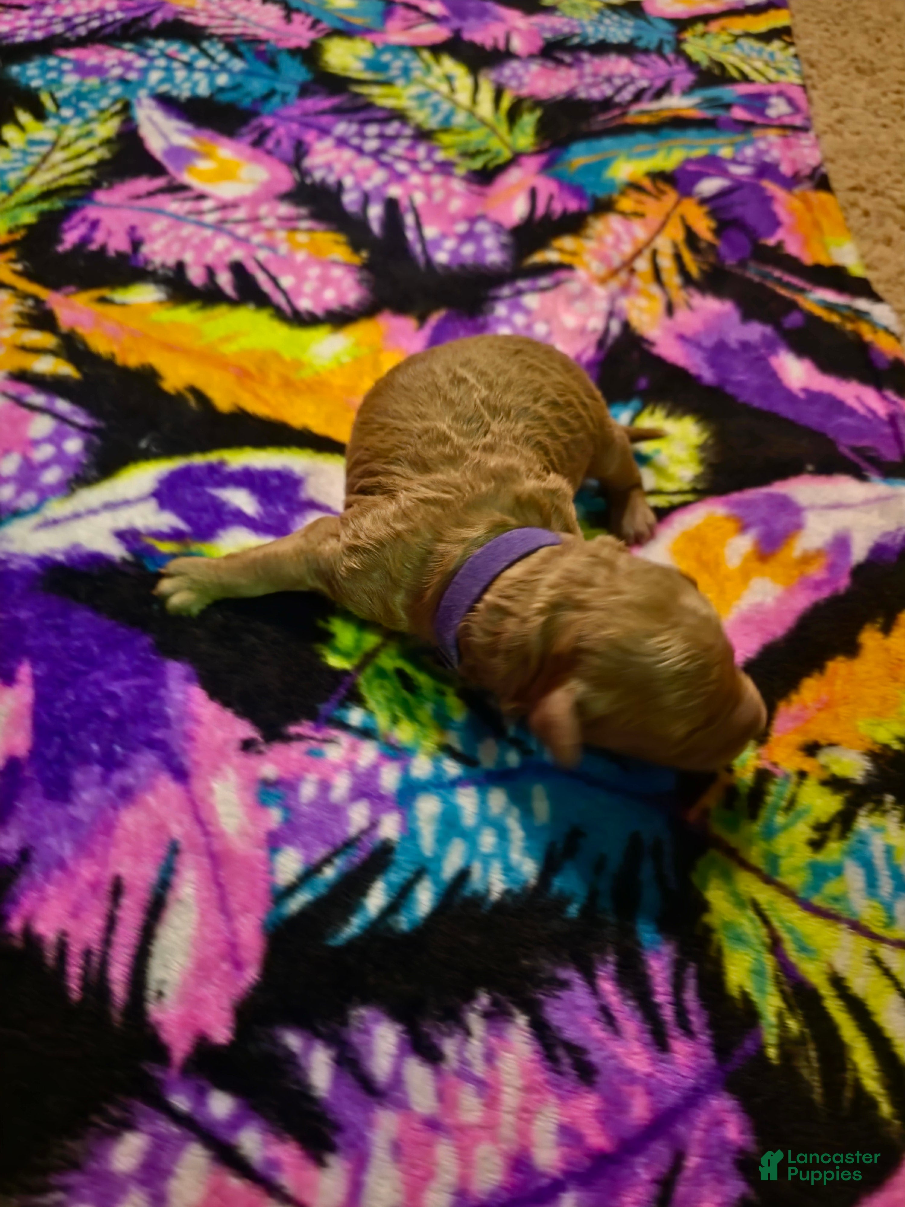 Mini Goldendoodle dogs luna - Ad 2