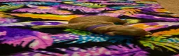 Mini Goldendoodle dogs for sale: luna - Ad 4
