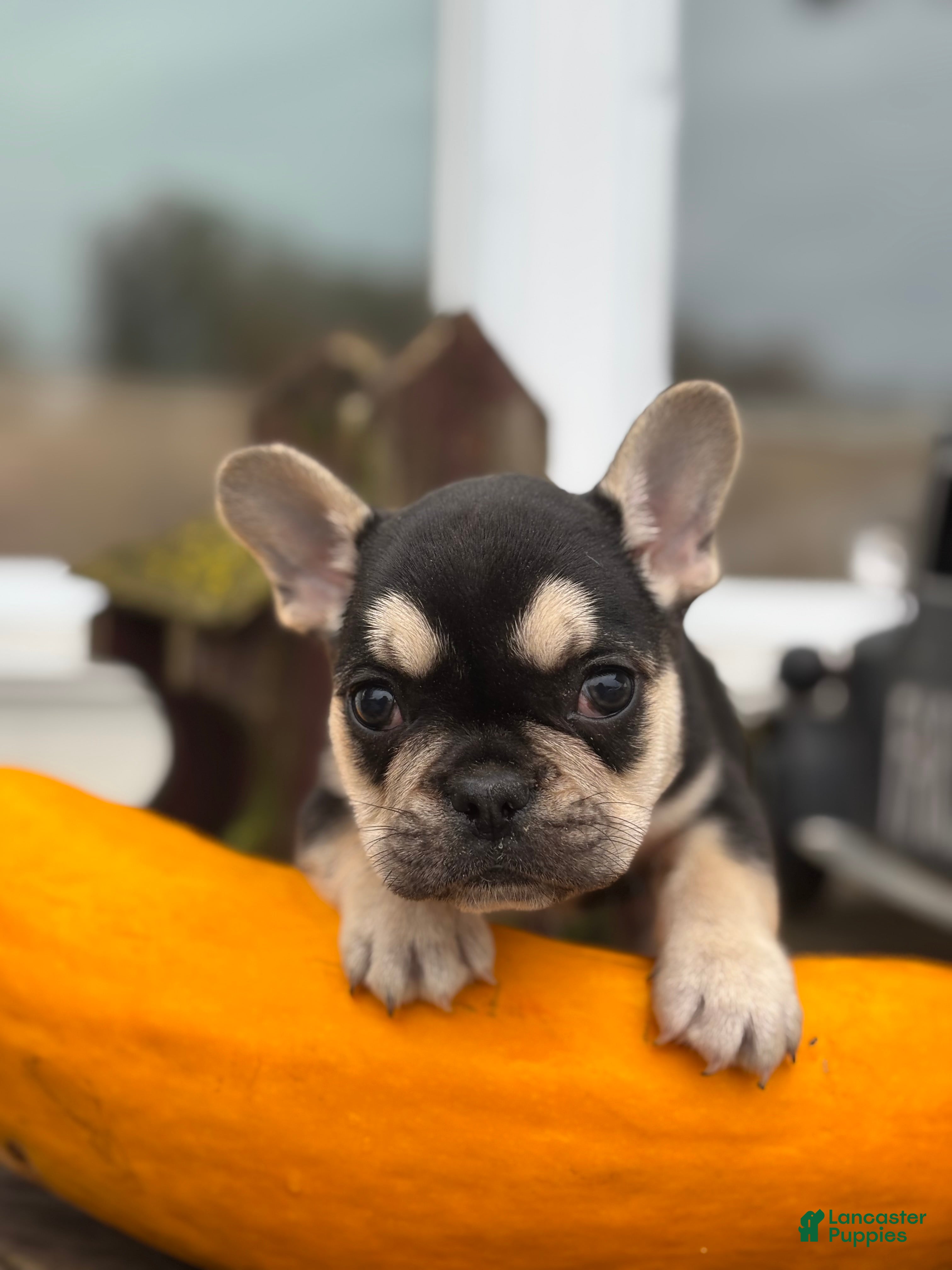 French Bulldog dogs Blake - Ad 8