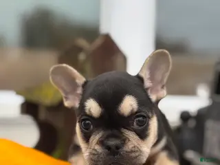 French Bulldog dogs Blake - Ad 8