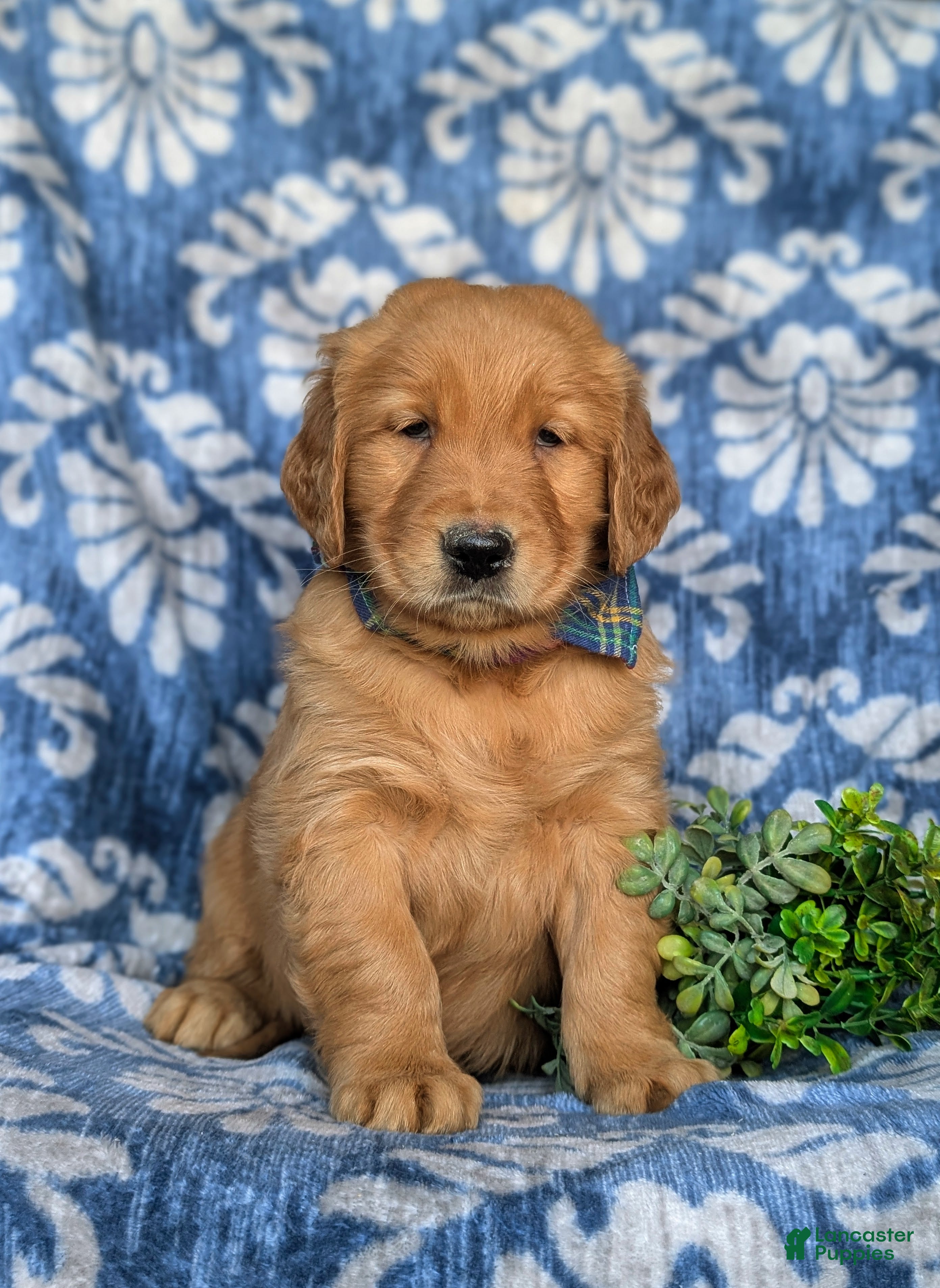 Golden Retriever dogs Kollin - Ad 2