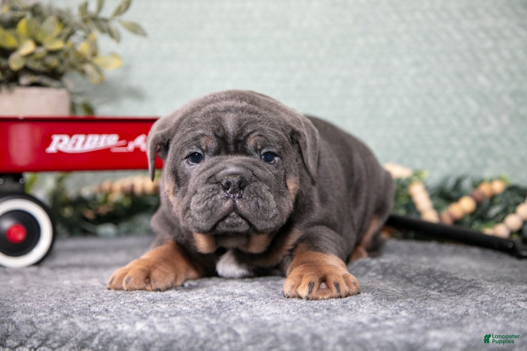 Mixed Breed dogs for sale: Stone - Ad 2