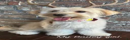 Morkie dogs for sale: Morkie 2 - Ad 2