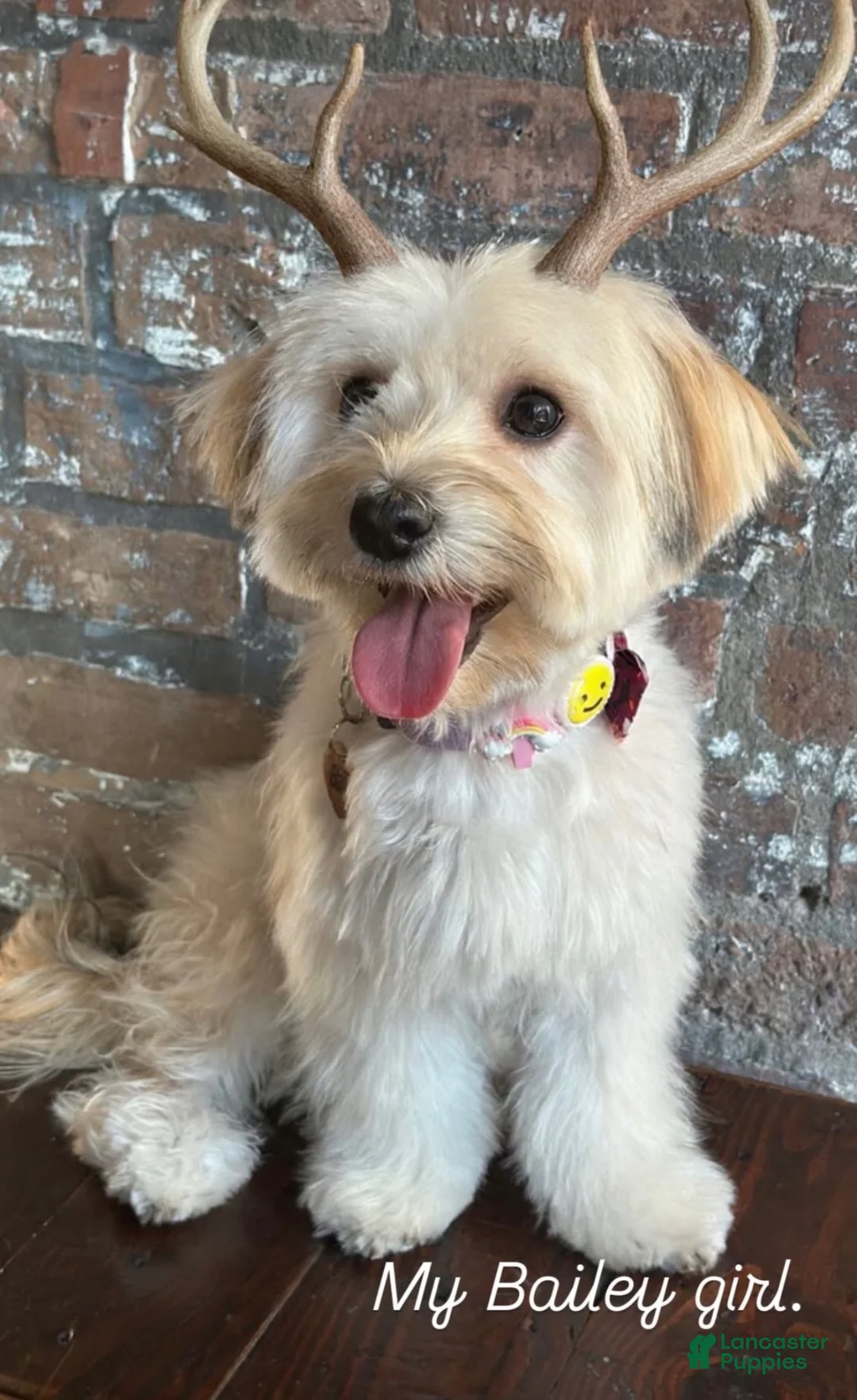 Morkie dogs for sale: Morkie 2 - Ad 2