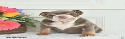 English Bulldog dogs for sale: Zelda - Ad 3