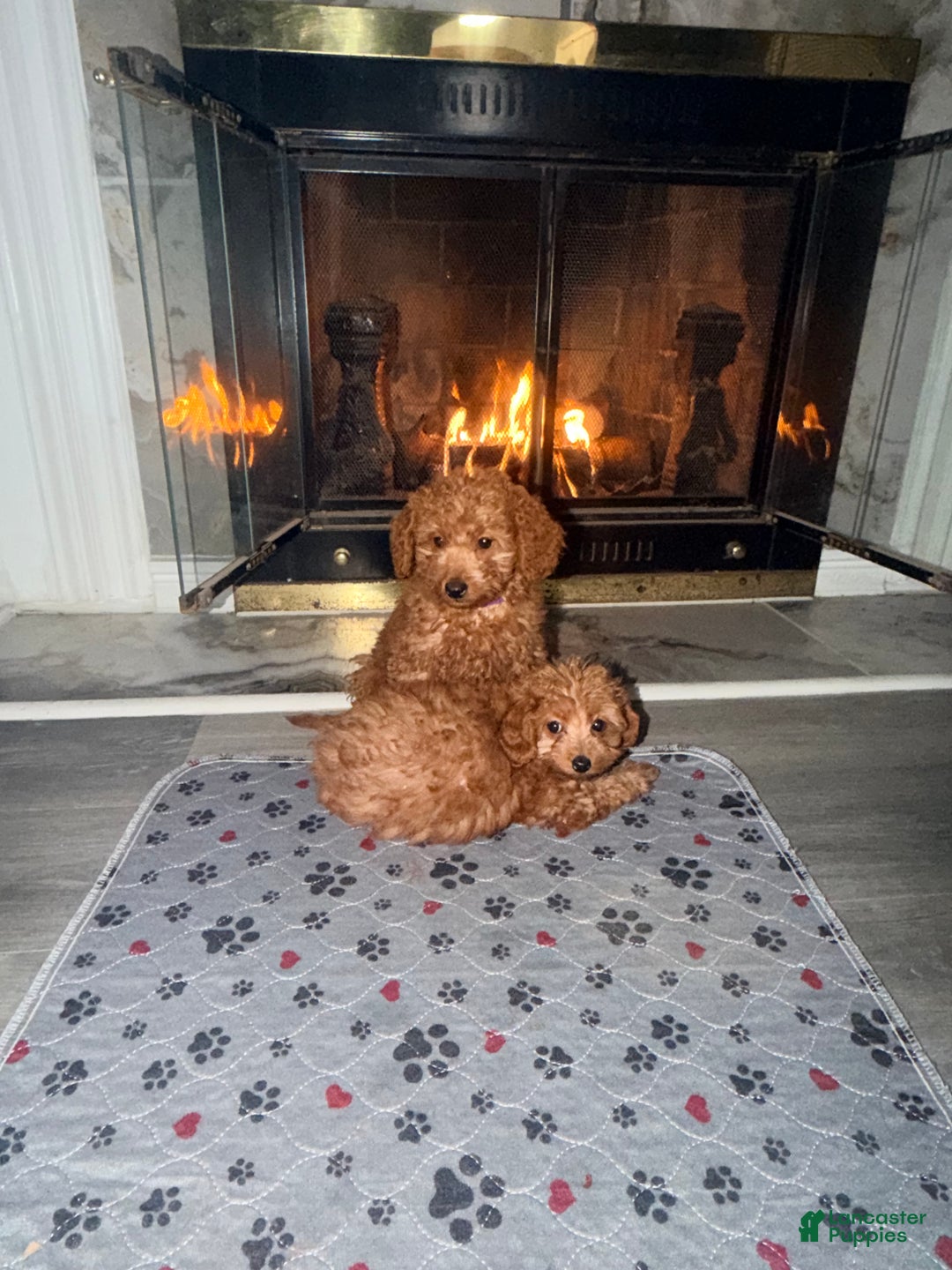 Mini Goldendoodle dogs for sale:  Star ⭐️ - Mini Goldendoodle - Ad 9