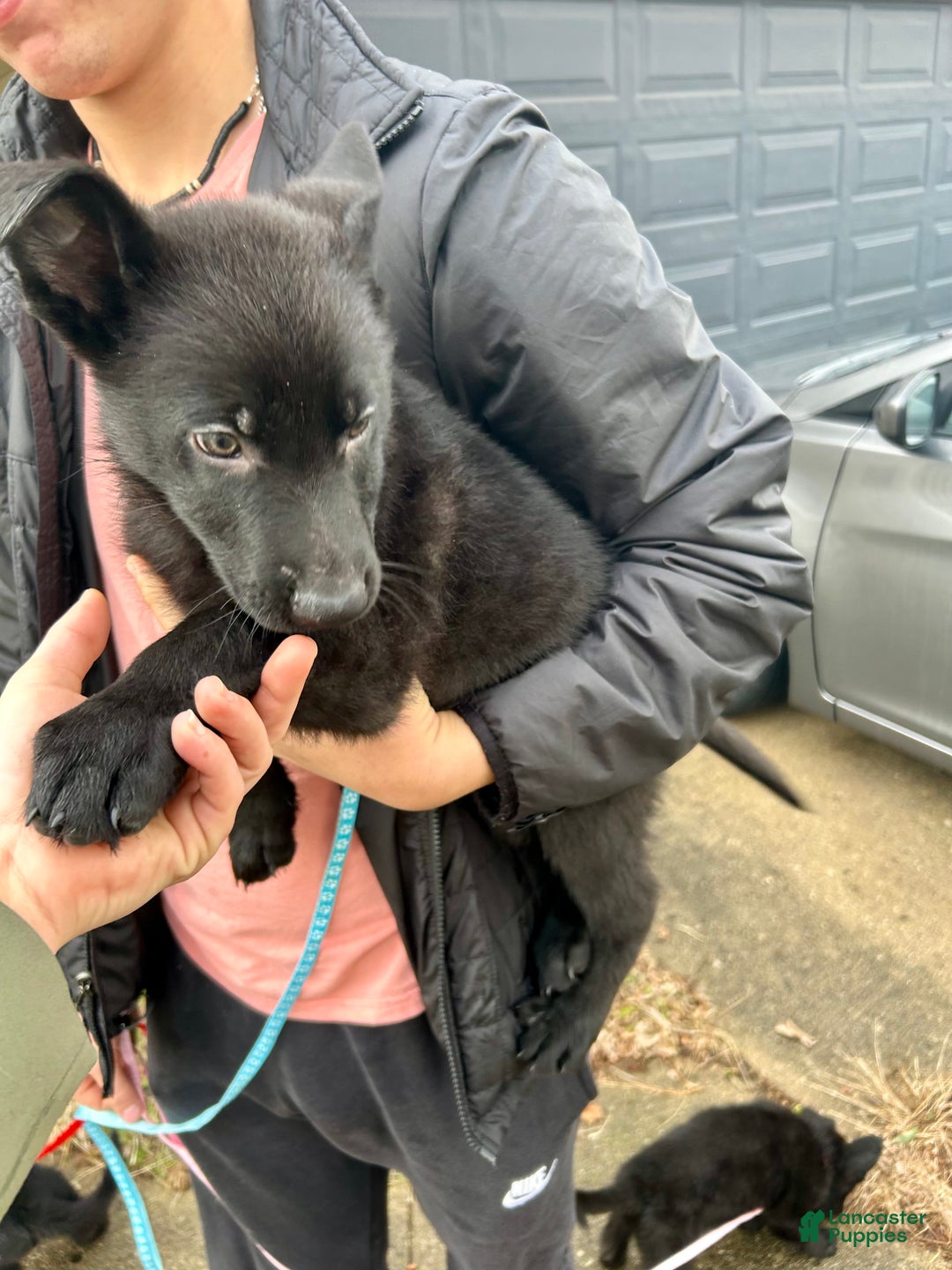 German Shepherd dogs for sale: German Shepherd Light Blue - Ad 2